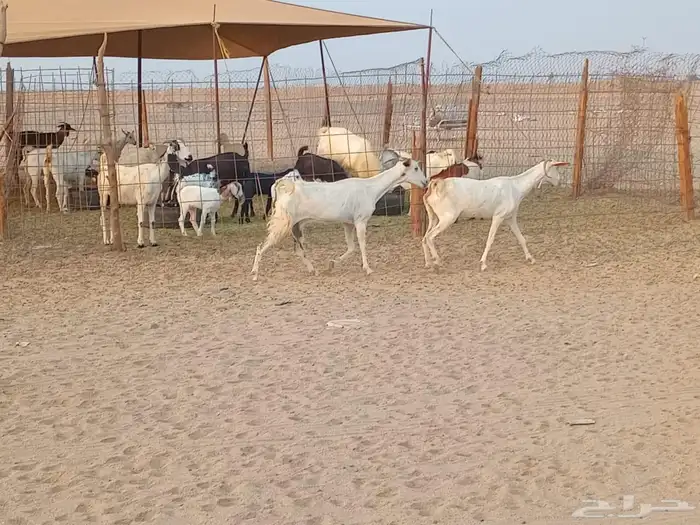 معزه بشيات دفيع العدد 2 راس 6