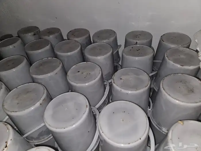 سطول حلوة العلا للبيع 0