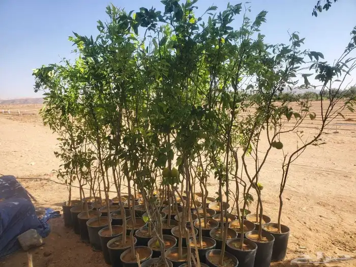 موسم الحمضيات بد با جميع انواع ومقستاها مع التوصيل وزرعه 1