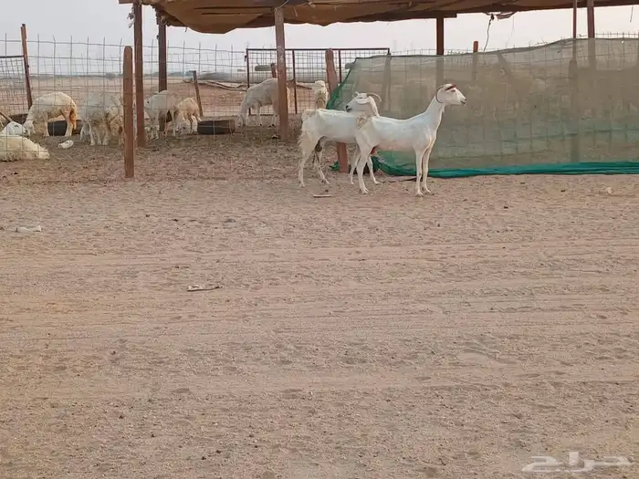 معزه بشيات دفيع العدد 2 راس 5