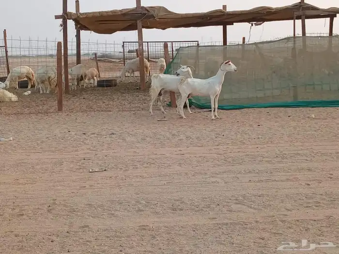 معزه بشيات دفيع العدد 2 راس 3