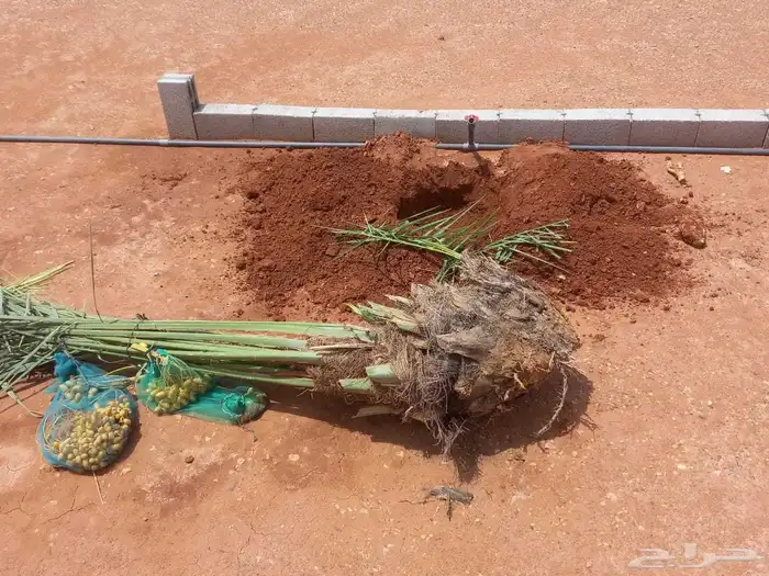 نخل مثمر فاخر نخل واشنطني زينه خلاص سكري هلالي ونانه مجدول 1