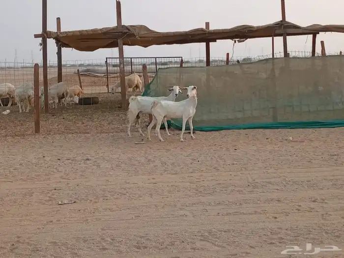 معزه بشيات دفيع العدد 2 راس 9