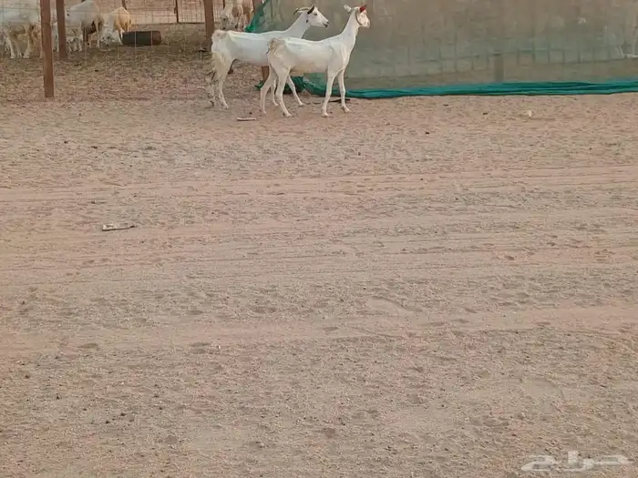 معزه بشيات دفيع العدد 2 راس 2