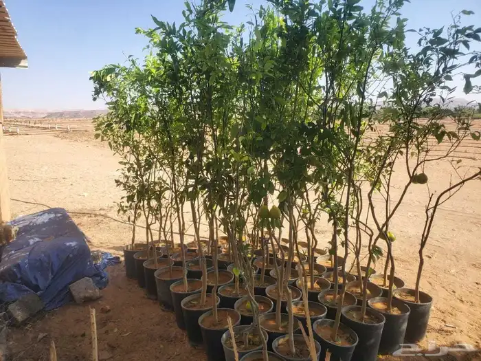 موسم الحمضيات بد با جميع انواع ومقستاها مع التوصيل وزرعه 4