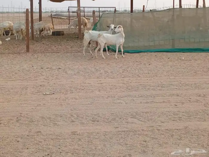 معزه بشيات دفيع العدد 2 راس 1