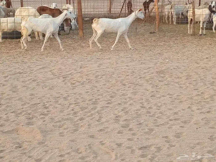 معزه بشيات دفيع العدد 2 راس 4