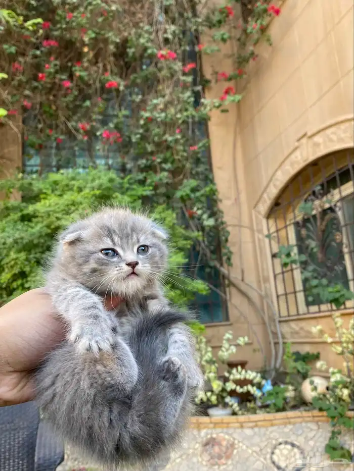 سكوتش فولد مطعمين مدربين للبيع فقط لايوجد تبني 25