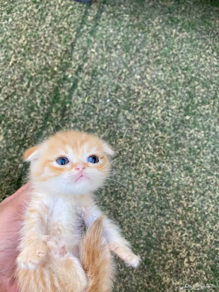 سكوتش فولد مطعمين مدربين للبيع فقط لايوجد تبني 7