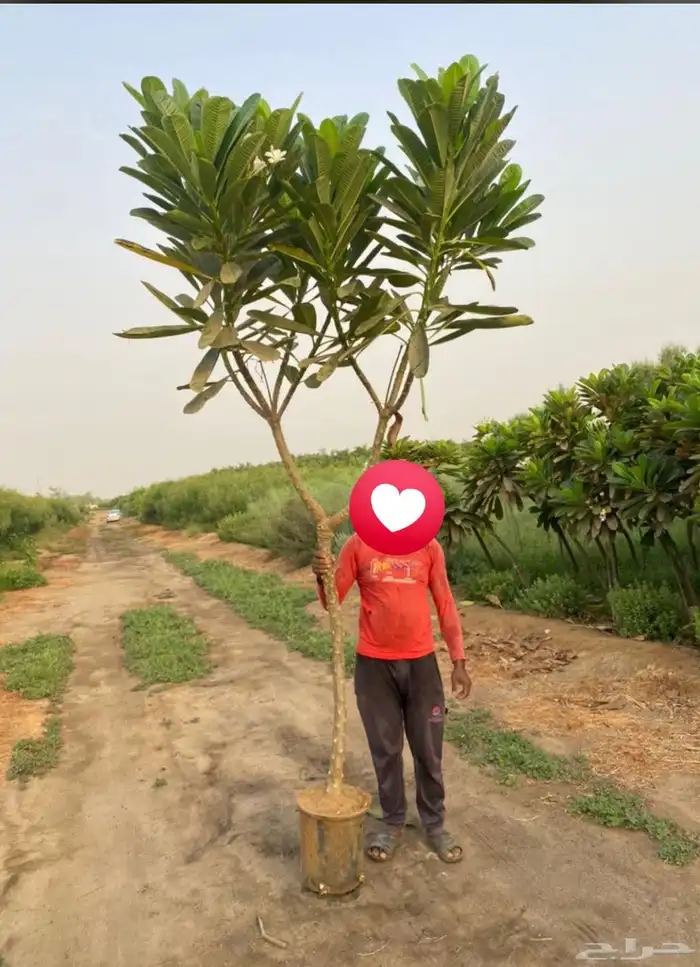 مشتل الجموم شتلات بنسيان و يسمين هندي جميع انواع شجرت الجملة 2