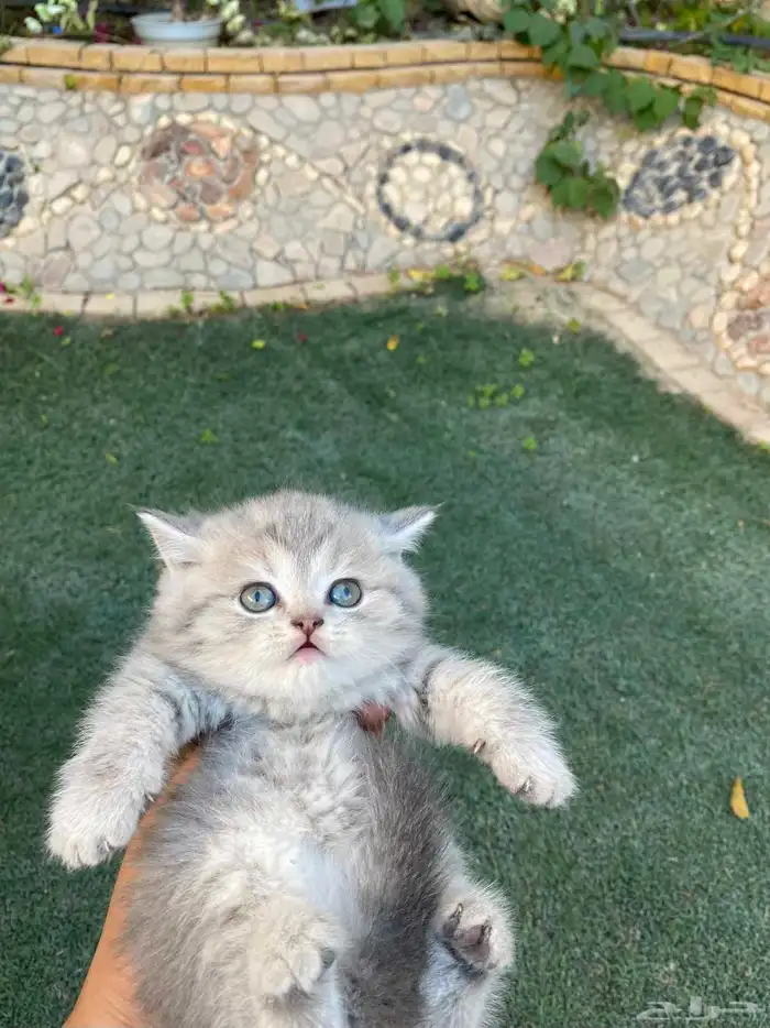 سكوتش فولد مطعمين مدربين للبيع فقط لايوجد تبني 37