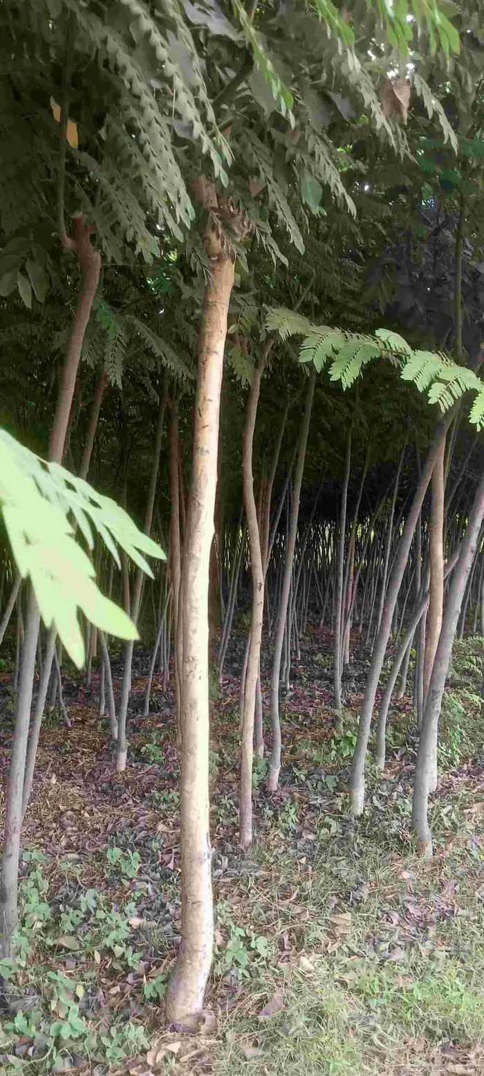 مشاتل الدمام طريق الجبيل بسعر الجمله 6