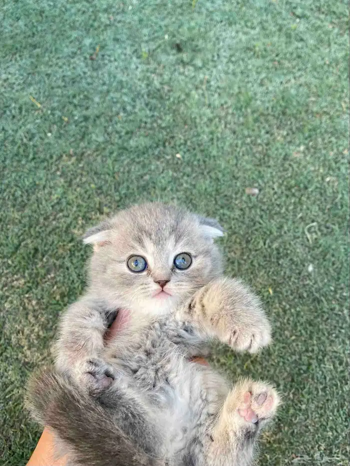 سكوتش فولد مطعمين مدربين للبيع فقط لايوجد تبني 15