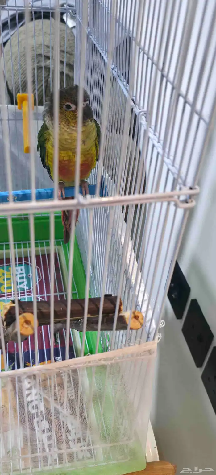 كنيور جرين شك اليف 7 شهور 7