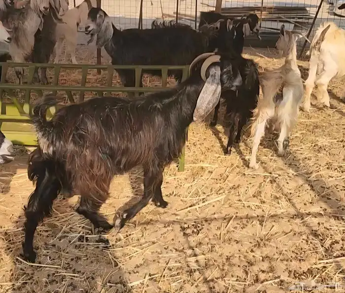 معزا فيها حليب 1