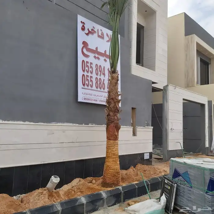 نخل واشنطن زينه امريكي 2