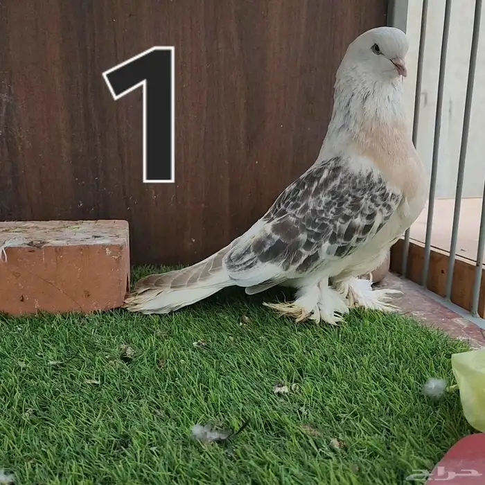 حمام تركي منقا 0