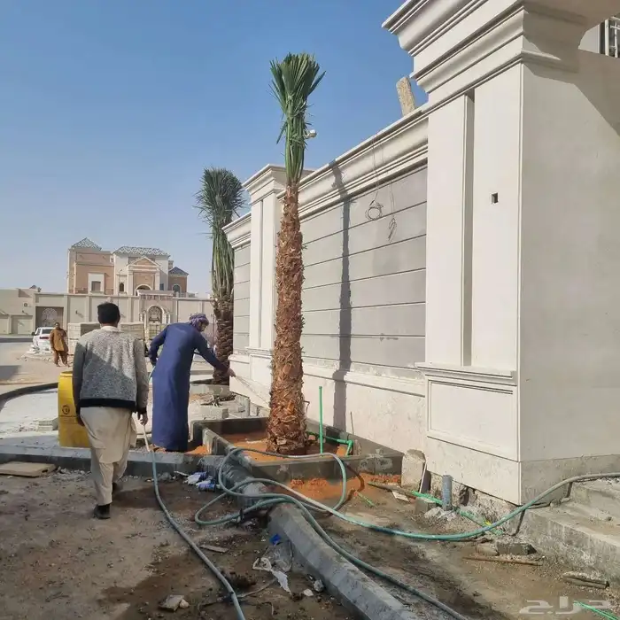 نخل واشنطن زينه امريكي 7