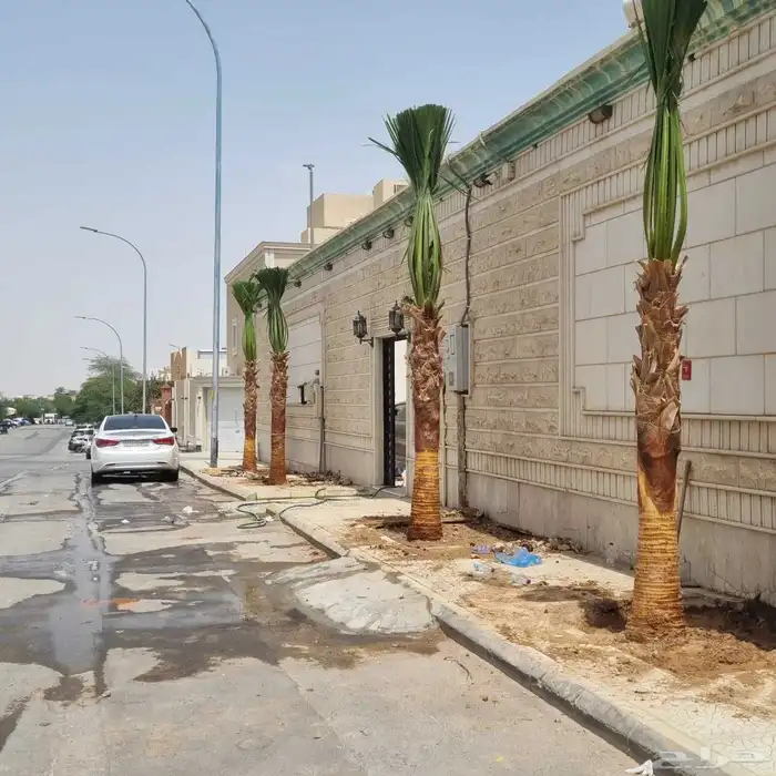 نخل واشنطن زينه امريكي 8