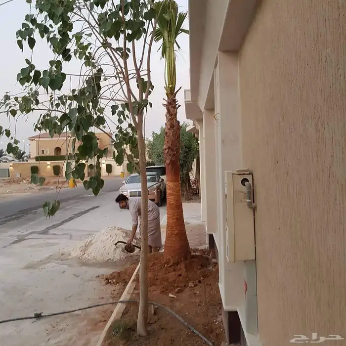 نخل واشنطن زينه امريكي 4