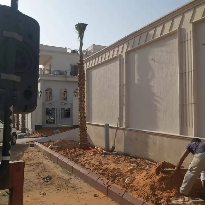 نخل واشنطن زينه امريكي 6