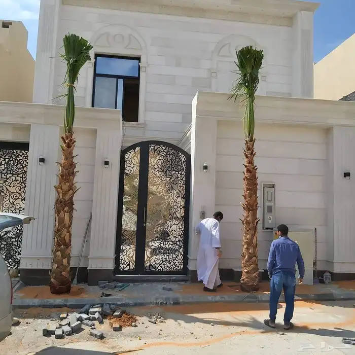 نخل واشنطن زينه امريكي 0