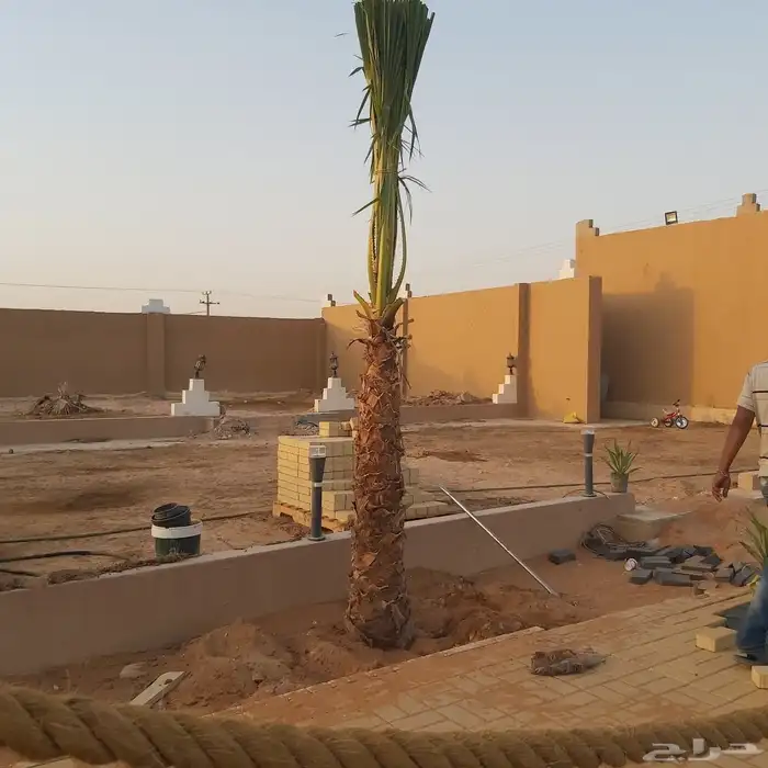 نخل واشنطن زينه امريكي 5