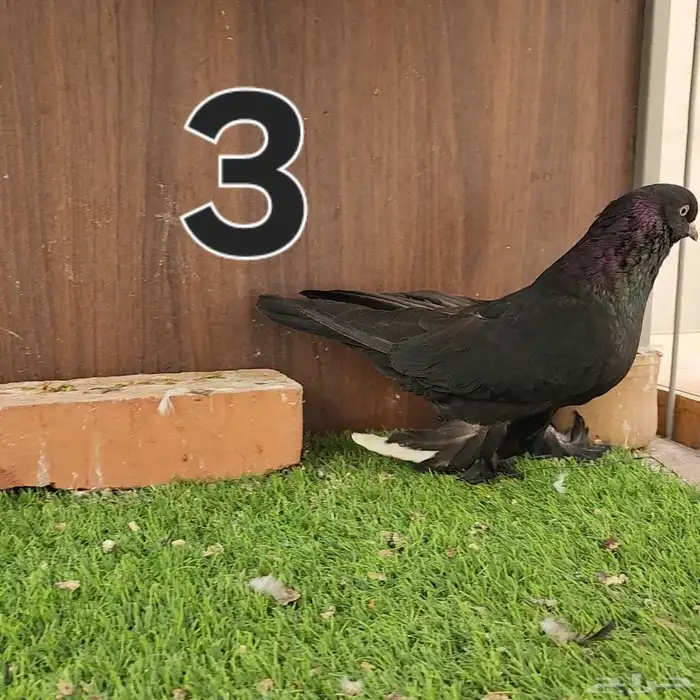 حمام تركي منقا 2