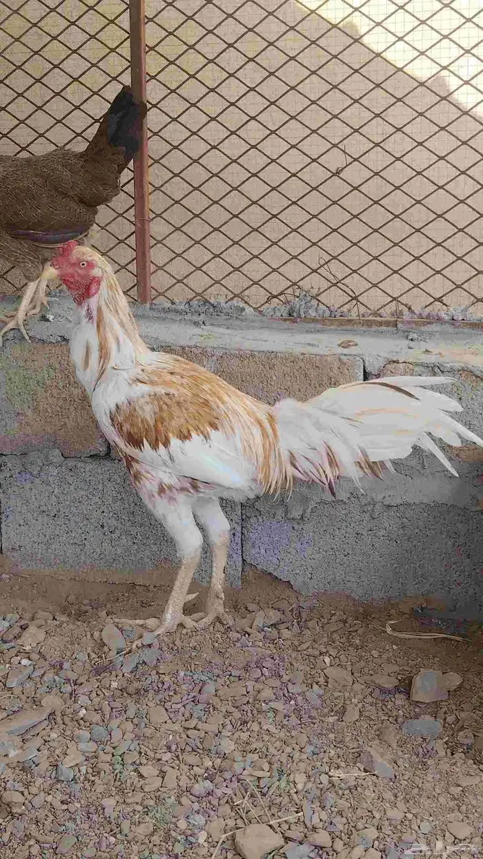 ديك باكستاني 0