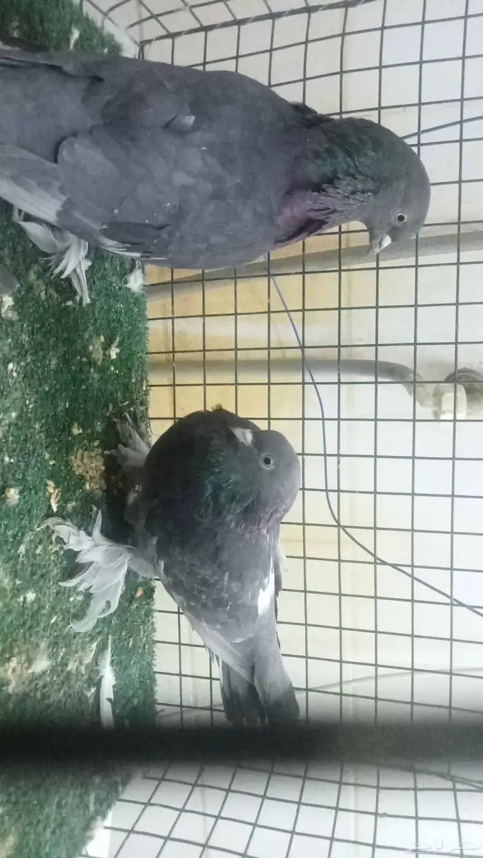 للبيع مجموعة اتراك قديمة 15