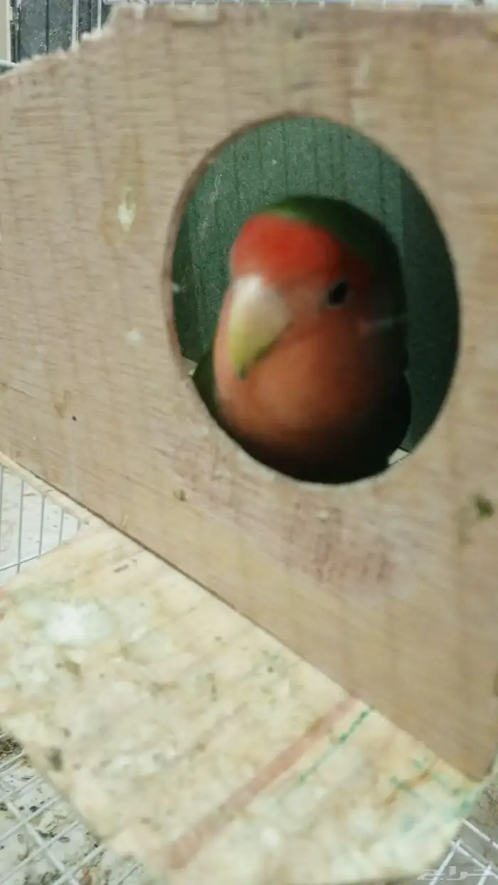 زوج روز للبيع 0