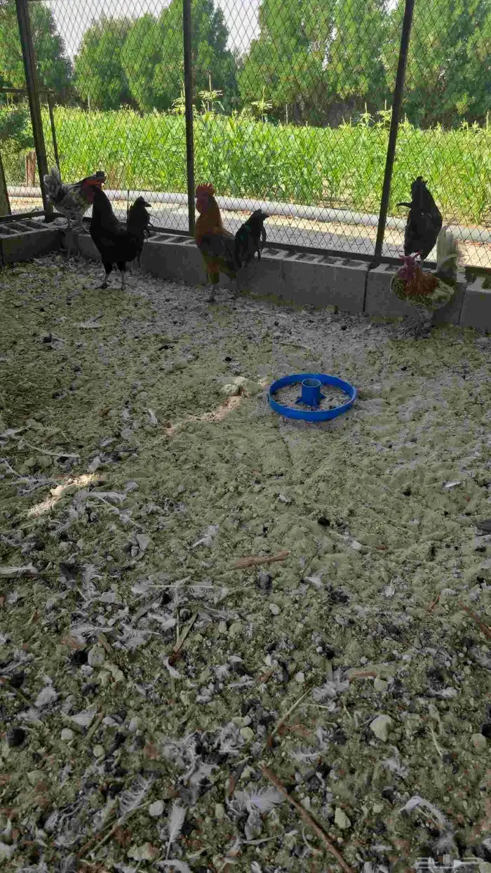 دياكه نظيفه وسمان 2