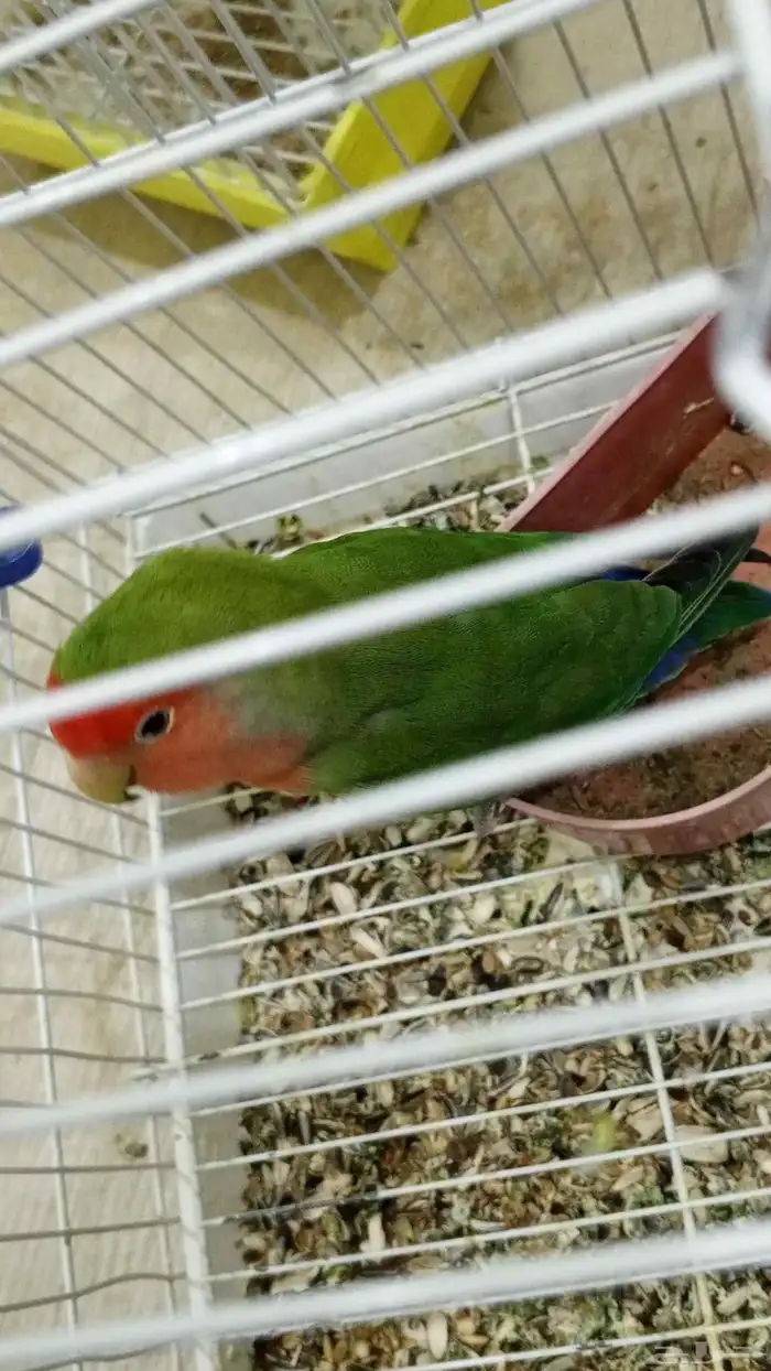 زوج روز للبيع 1