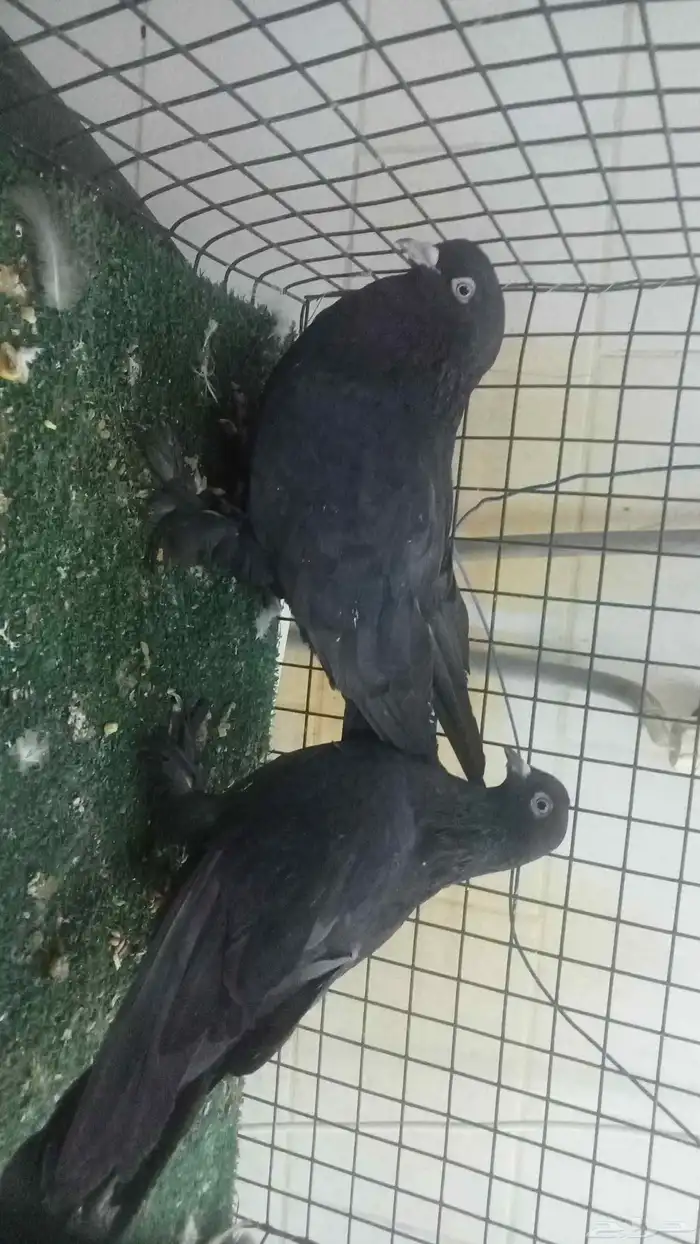 للبيع مجموعة اتراك قديمة 4