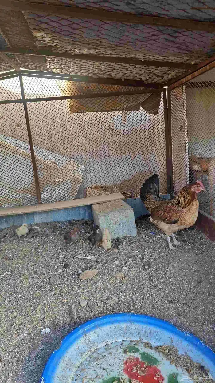 دجاج بفروخها كفوو 7