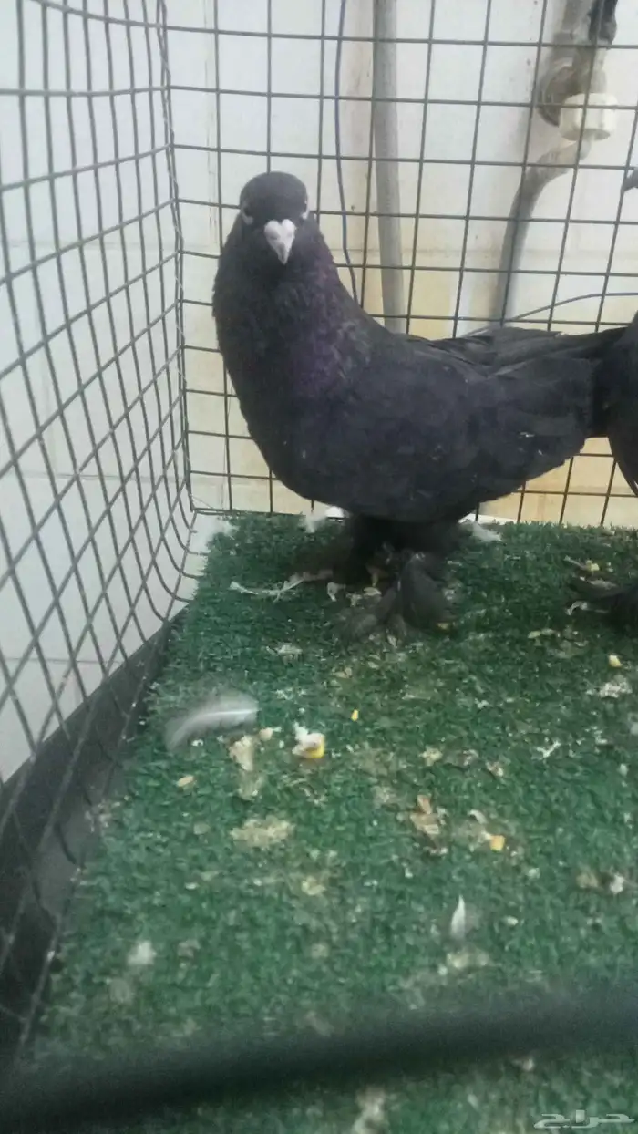 للبيع مجموعة اتراك قديمة 3