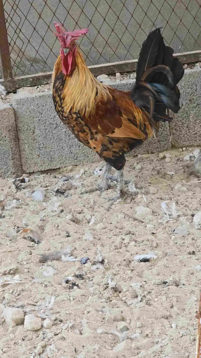 دياكه نظيفه وسمان 0