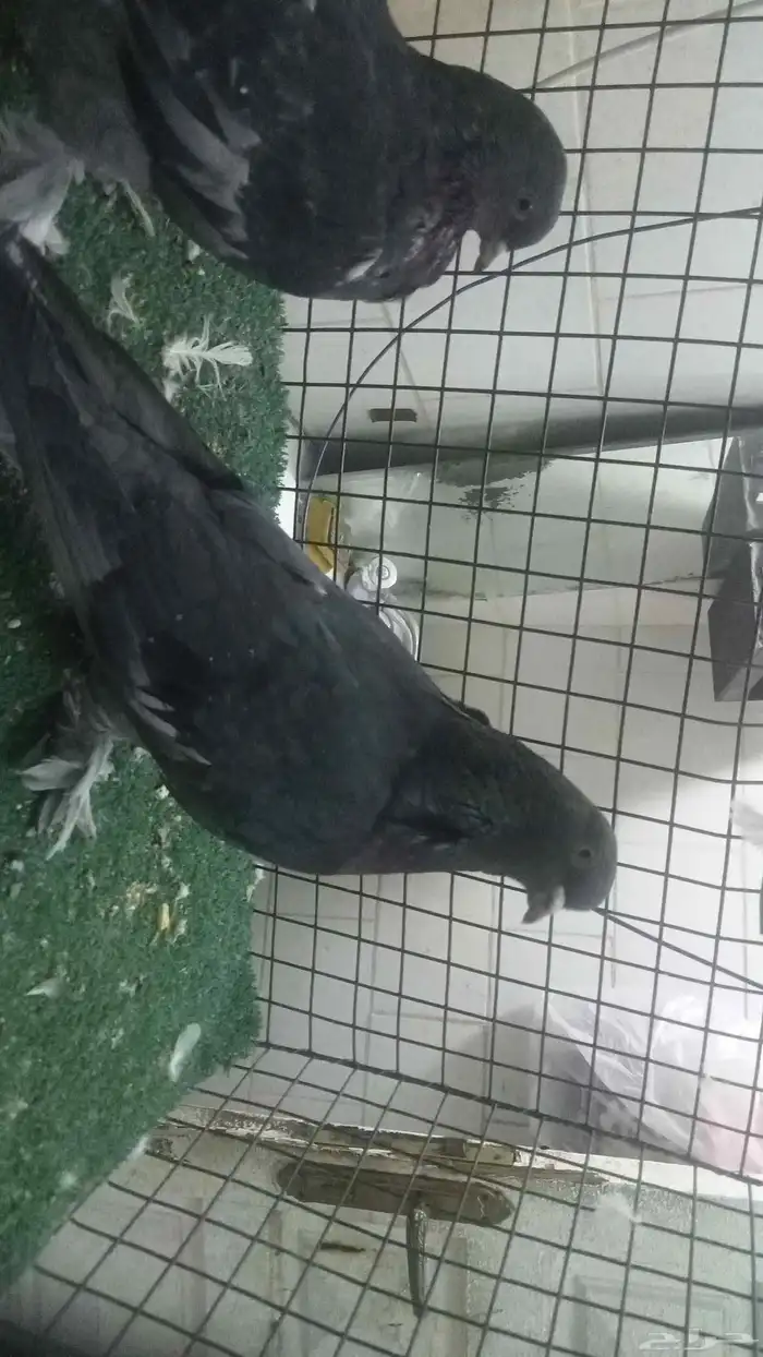 للبيع مجموعة اتراك قديمة 14