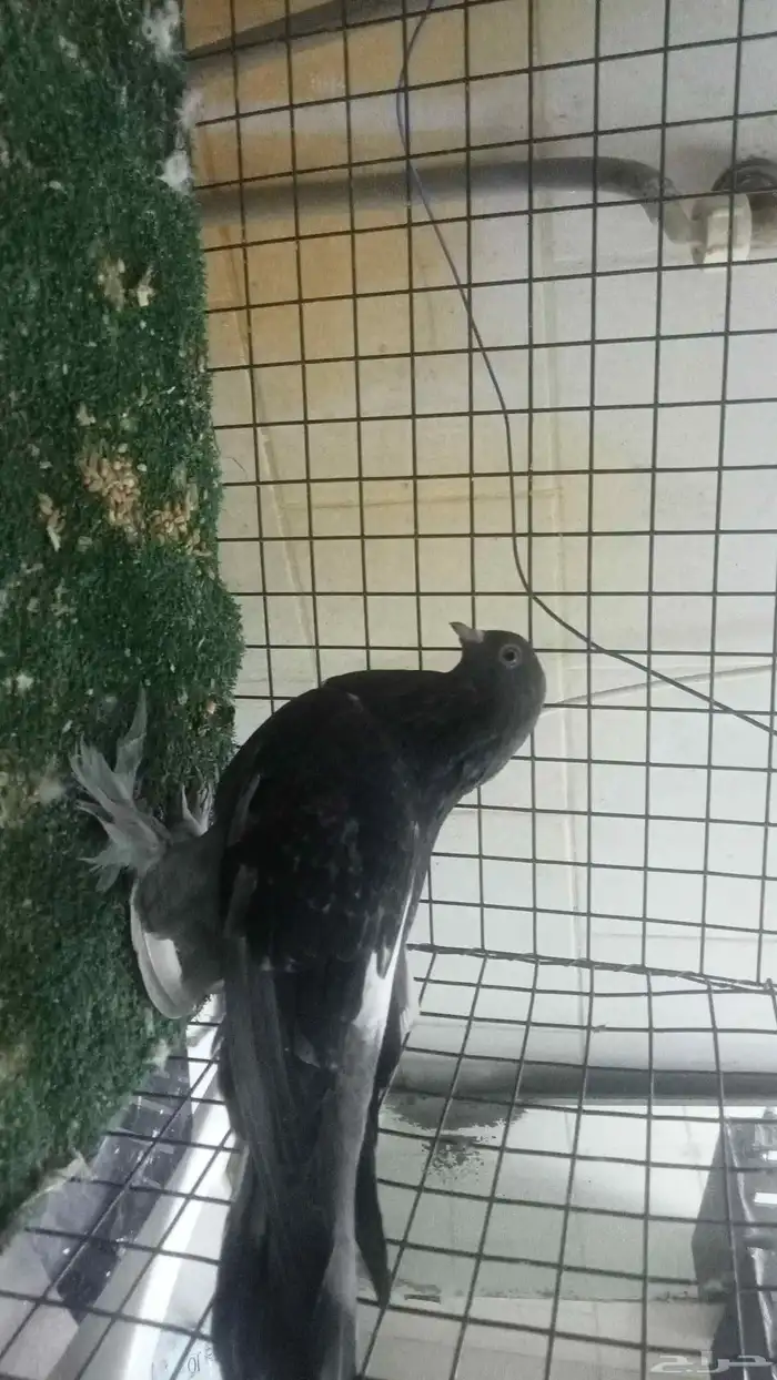 للبيع مجموعة اتراك قديمة 7