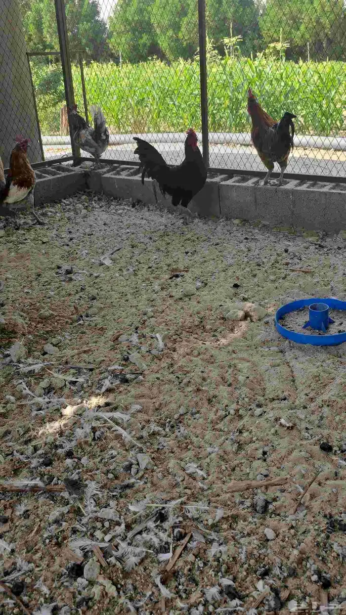 دياكه نظيفه وسمان 1