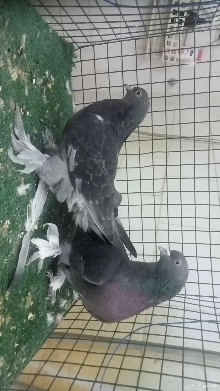 للبيع مجموعة اتراك قديمة 9