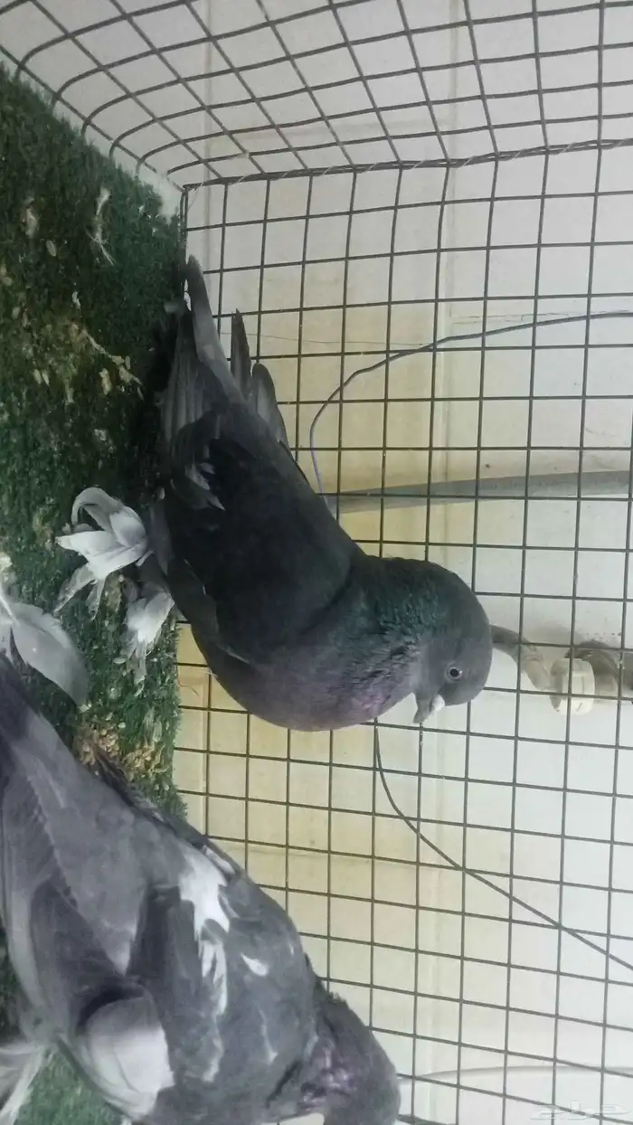 للبيع مجموعة اتراك قديمة 8