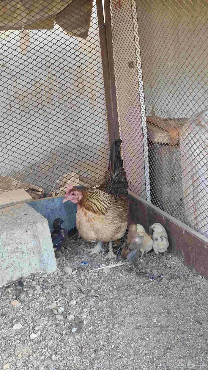 دجاج بفروخها كفوو 6