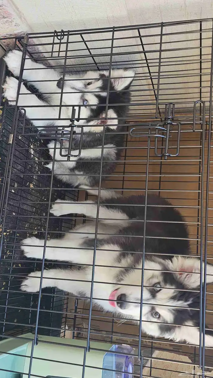 جراوي هاسكي إناث مطعمين بيور ومستواهم جميل جدا 5