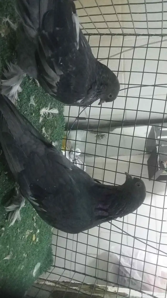 للبيع مجموعة اتراك قديمة 10