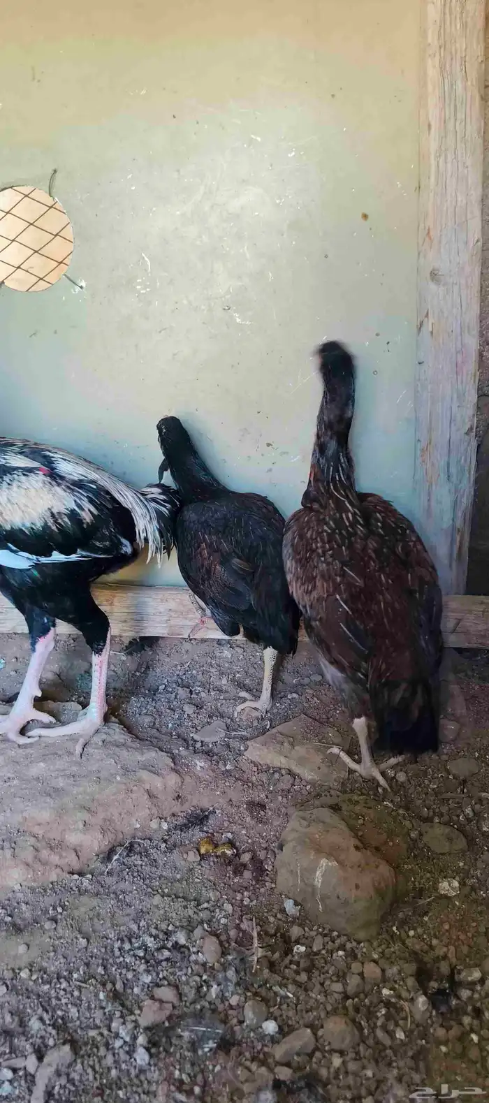 دجاج باكستاني 6