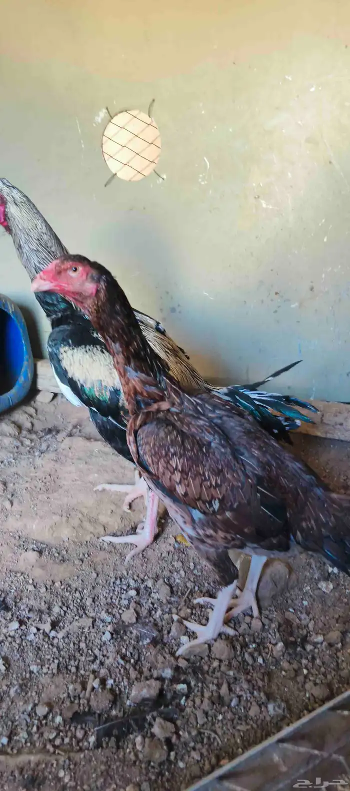 دجاج باكستاني 2