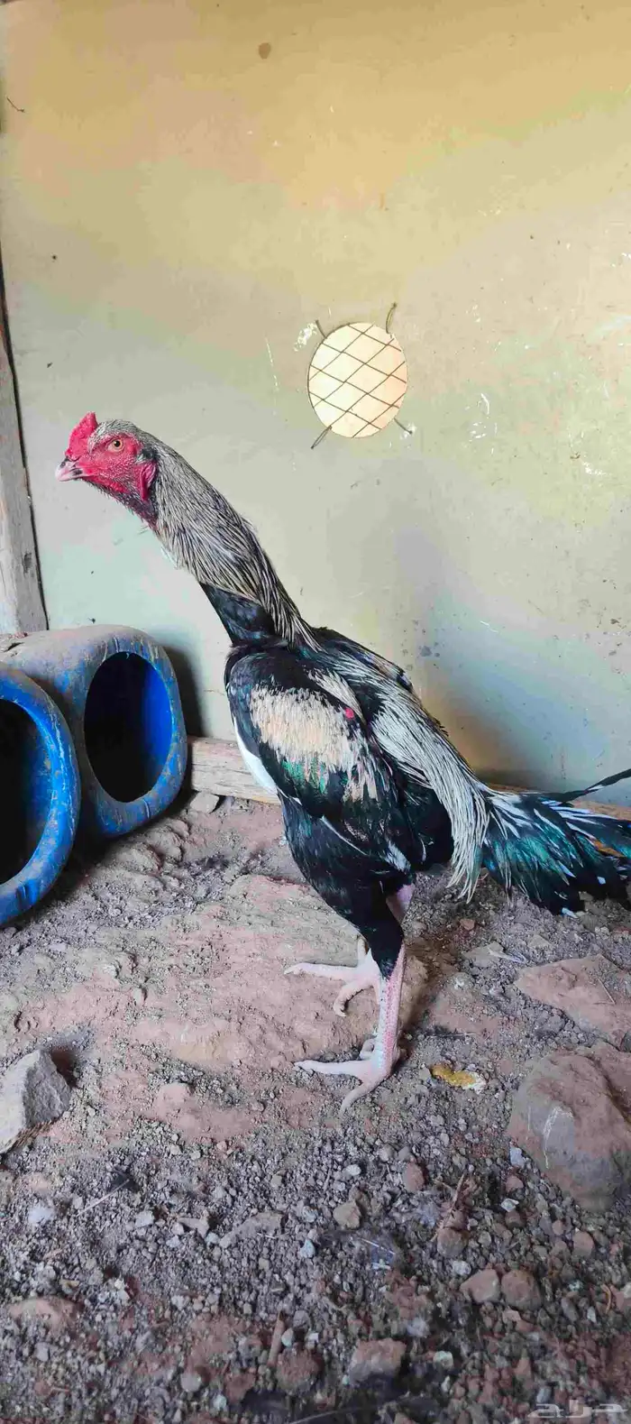 دجاج باكستاني 7