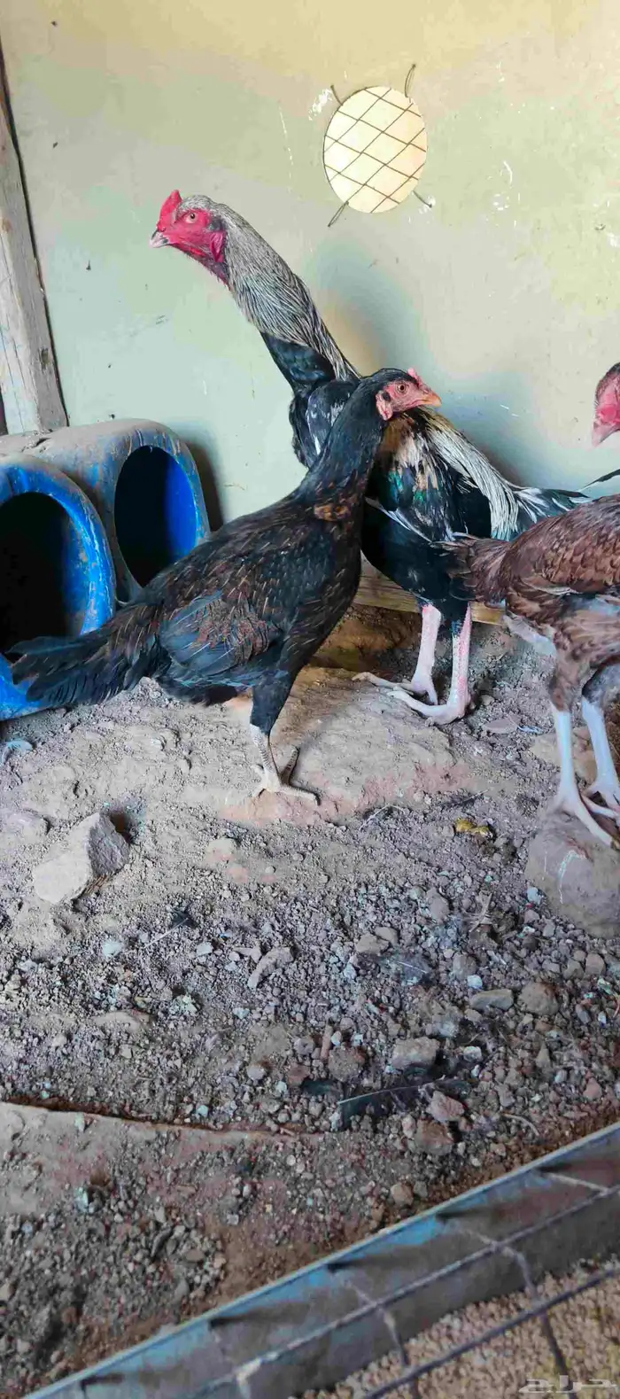 دجاج باكستاني 4