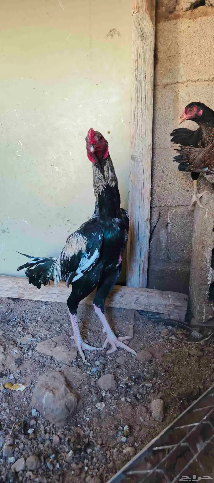 دجاج باكستاني 0